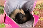 Filhotes de cachorro são abandonados em mochila em calçada de Londrina