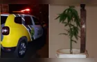 Homem é detido após ameaçar família e cultivar planta análoga à maconha em Castro