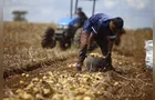 Ponta Grossa concentra 11% da área de cultivo da batata no Paraná