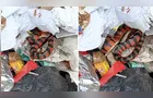 Trabalhadores da reciclagem encontram cobra em meio a rejeitos em Tibagi