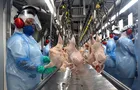 Exportações de carne de frango e suína batem recorde em janeiro de 2026
