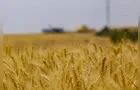 Região Sul concentra 85% da produção de trigo