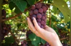 Tradição que vem do parreiral: produção de uva que atravessa gerações