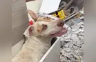 Cão morre após ser abandonado doente em caçamba de lixo no Paraná