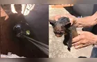 Bombeiros realizam resgate de gatinho que caiu em fossa de 5 metros; veja vídeo