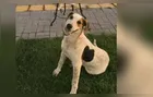 Cachorro comunitário Abacate é morto por um tiro no Paraná