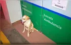 Cachorro não abandona tutor ferido, entra em ambulância e comove socorristas