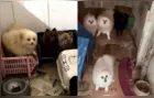 Polícia resgata 50 cães spitz alemão em meio a fezes e urina em casa de criadora clandestina
