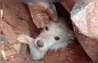 Cão é resgatado com vida após deslizamentos causados por chuvas em MG
