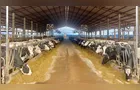 Crédito do BRDE à cadeia do leite do Paraná acelera 84% em 12 meses
