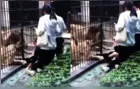 Pai salva criança de 10 anos de ataque de leão em zoológico na China; veja vídeo