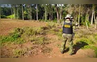 Polícia multa em R$ 21 mil homens por desmatamento em São Mateus do Sul