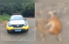Viatura da Polícia Militar atropela cervo na PR-160 em Telêmaco Borba
