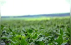 Embrapa e Governo do Paraná assinam carta de intenções para inovar cadeia produtiva da soja