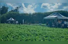 Novidades do cultivo e tecnologias serão apresentados no Dia de Campo Feijão Paraná