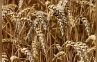 Paridade de importação deve definir rumo dos preços do trigo no Brasil