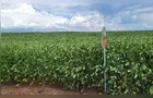 Soja registra alta com exportações firmes e incertezas climáticas no Sul