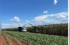 Variedade de sorgo gigante chega ao mercado brasileiro