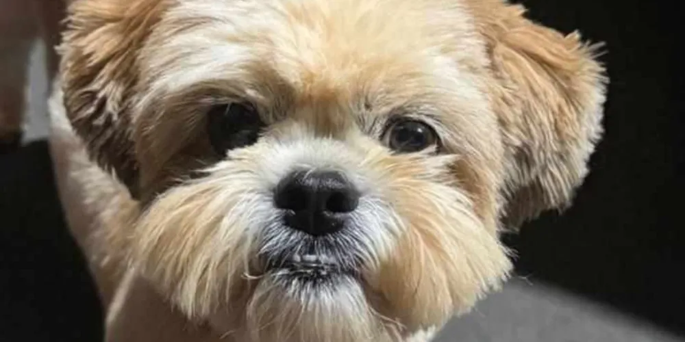 Cão teria desaparecido na manhã desta quinta-feira (09)