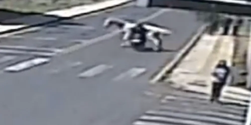 O condutor não conseguiu desviar do animal