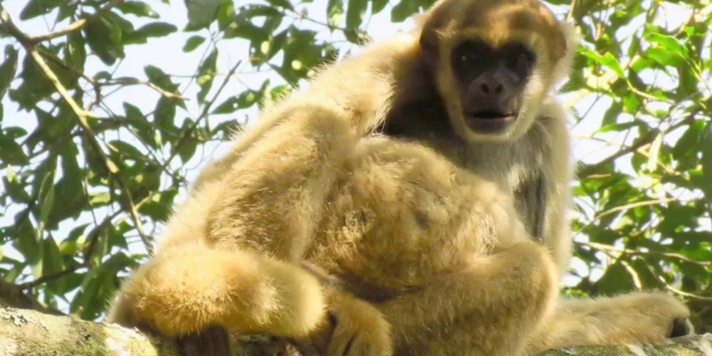 O objetivo é conservar o muriqui-do-sul (Brachyteles arachnoides), primata criticamente ameaçado de extinção