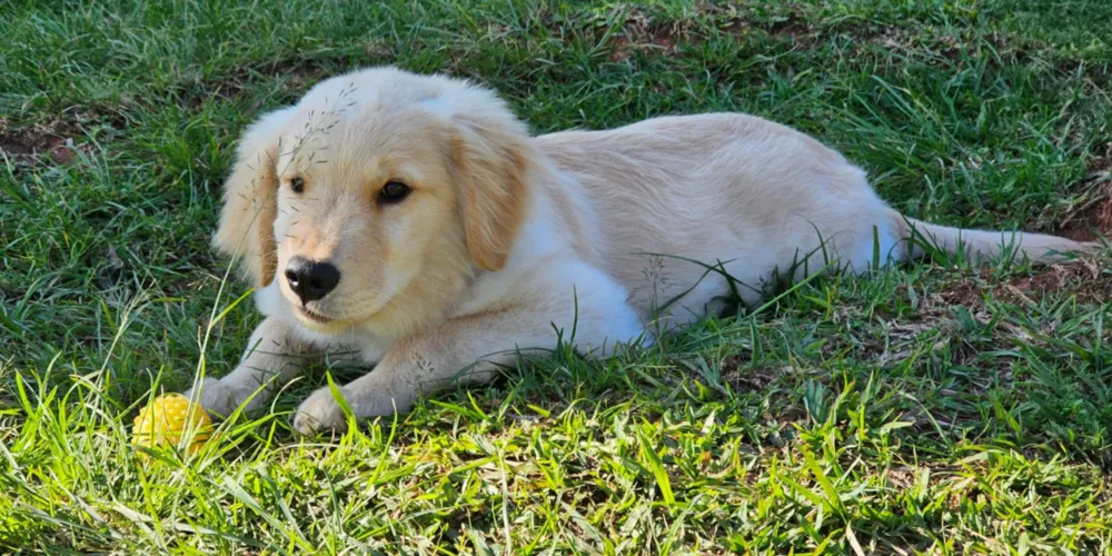 Os animais observam olhos, boca, tensão facial e ritmo dos movimentos