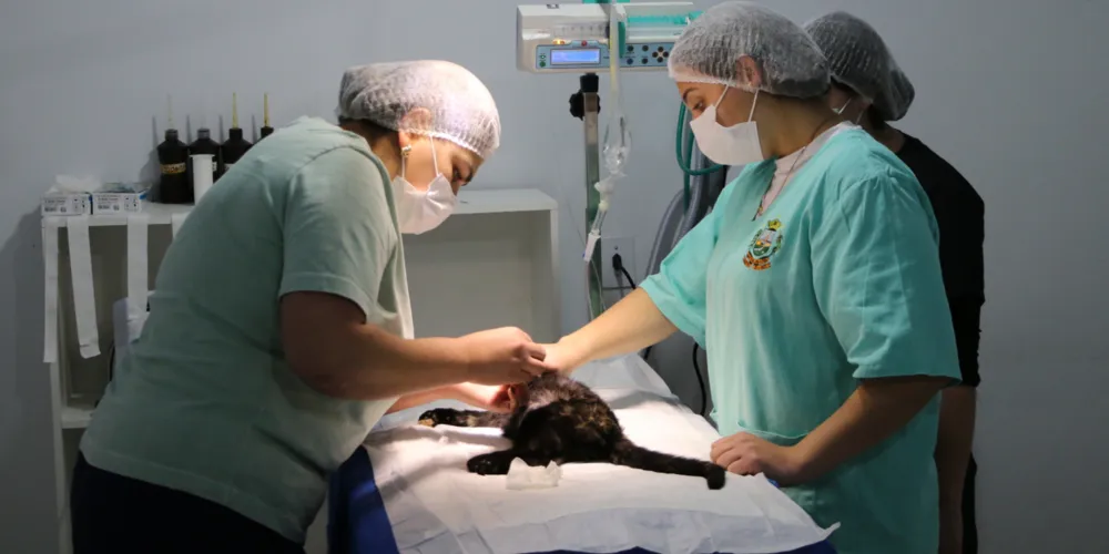 A veterinária realiza uma avaliação completa antes de encaminhá-lo para castração