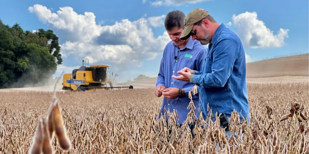 Imagem ilustrativa da imagem Região registra alta média de produtividade na safra de verão