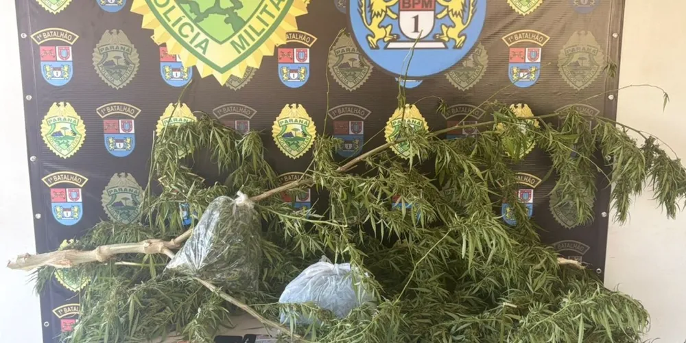 Pé de maconha apreendido