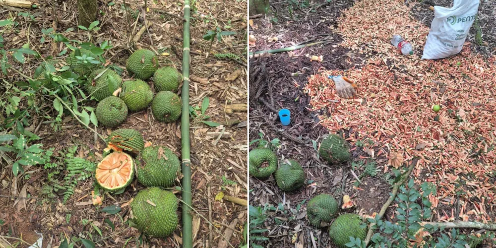 No local, os agentes encontraram 16 pinhas de araucária ainda imaturas e um saco com cerca de 25 quilos de pinhão verde