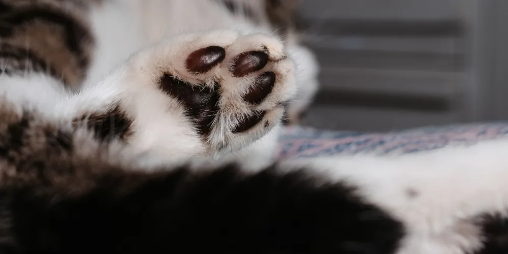 Do total, cinco gatos eram adultos e cinco filhotes