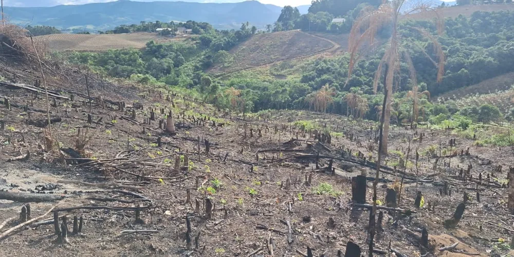 Desmatamento em Prudentópolis