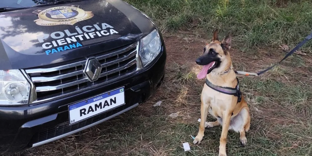 Raman, cachorro da raça pastor-belga