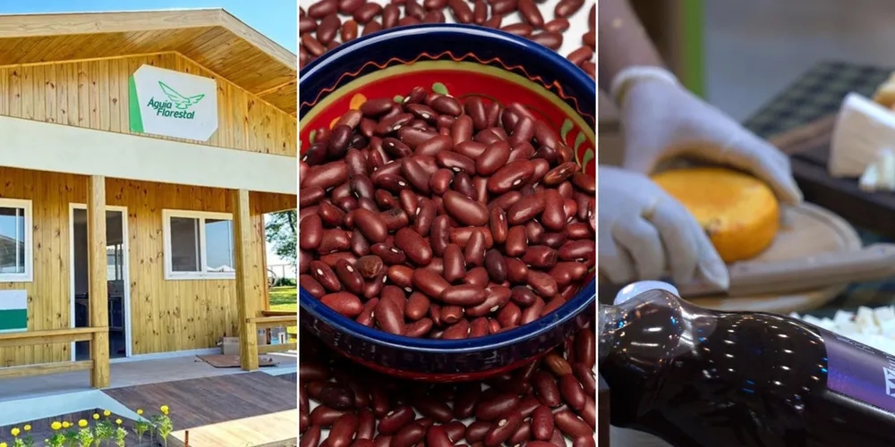 Imagem ilustrativa da imagem Confira as principais notícias do agronegócio da manhã desta quarta em PG e região