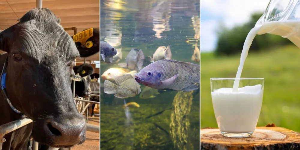 Imagem ilustrativa da imagem Confira as principais notícias do agronegócio da manhã desta quinta em PG e região