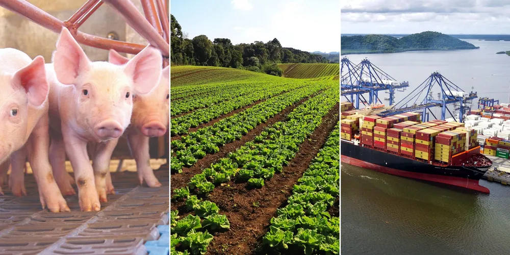 Imagem ilustrativa da imagem Confira as principais notícias do agronegócio da manhã desta sexta em PG e região