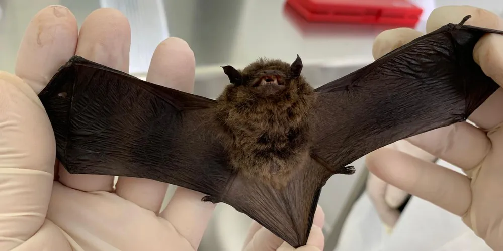 Vacinação contra a raiva é necessária por casos envolvendo morcegos em Ponta Grossa