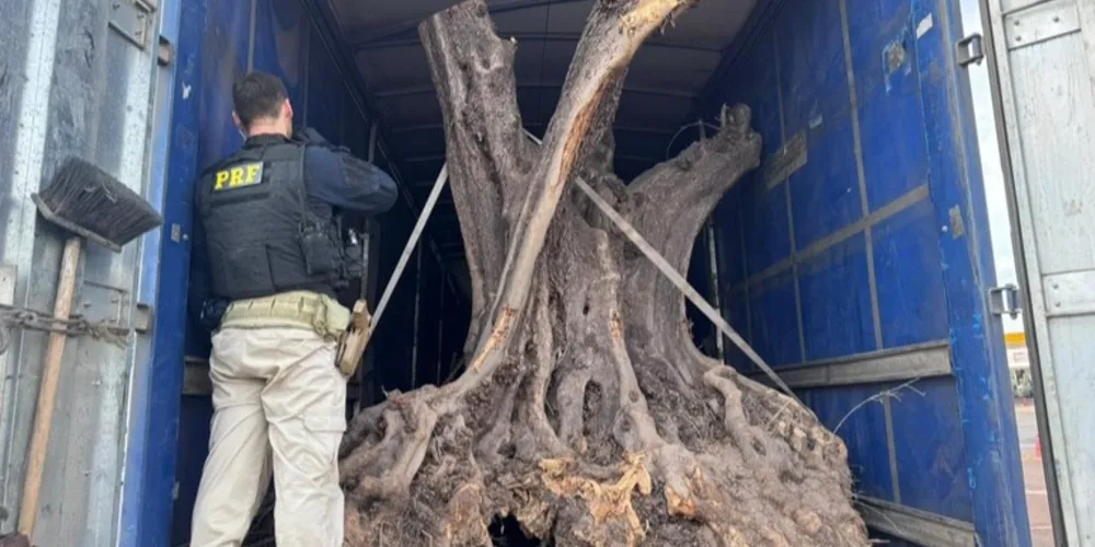 Ao vistoriarem o compartimento de carga, os policiais localizaram seis árvores de grande porte