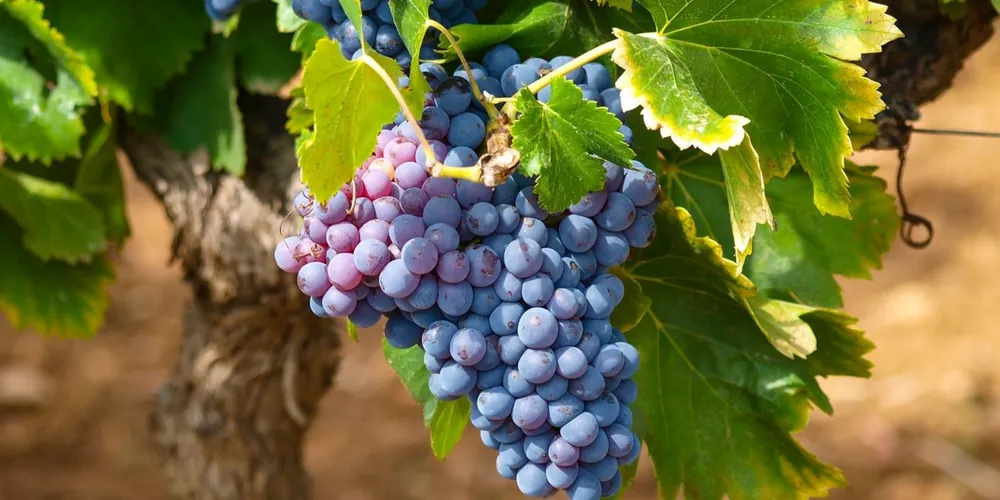 Uva brasileira passa a ter isenção imediata de impostos na Europa, fortalecendo o setor que faturou US$ 1,45 bilhão em 2025