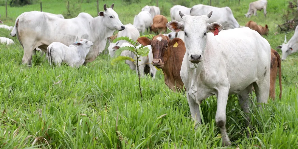 Produtores paranaenses devem atualizar o cadastro de todos os animais de produção para garantir a rastreabilidade e a saúde pública no Estado