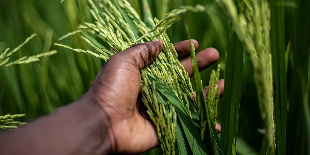 Aumento nos combustíveis e na eletricidade impacta o frete agrícola e o processamento de alimentos, elevando os preços finais para o consumidor