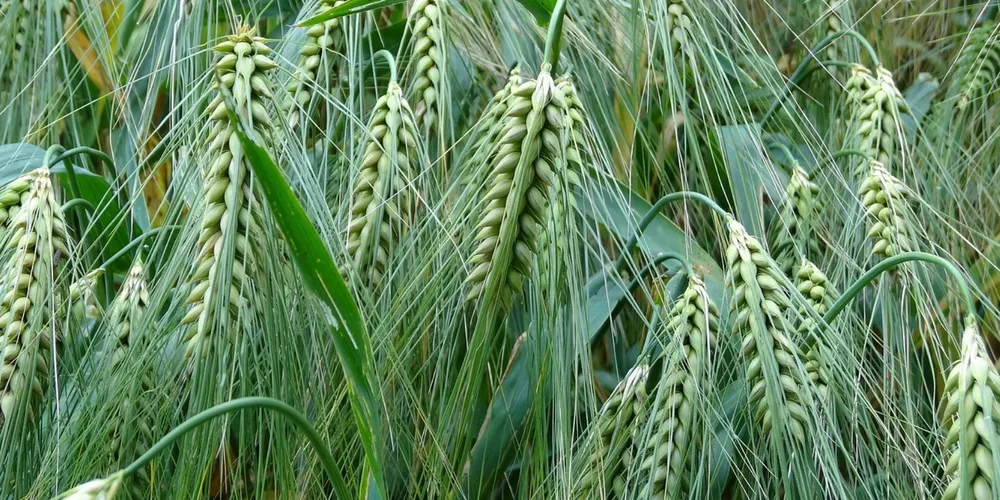 Produção de cevada no Rio Grande do Sul utiliza a nova variedade ABI Valente, desenvolvida para aumentar a produtividade e a qualidade cervejeira