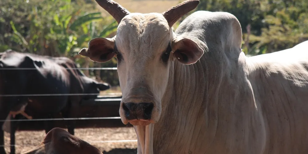 Retenção de matrizes para recomposição do rebanho no Brasil deve reduzir o volume de abates em cerca de 3 milhões de cabeças este ano