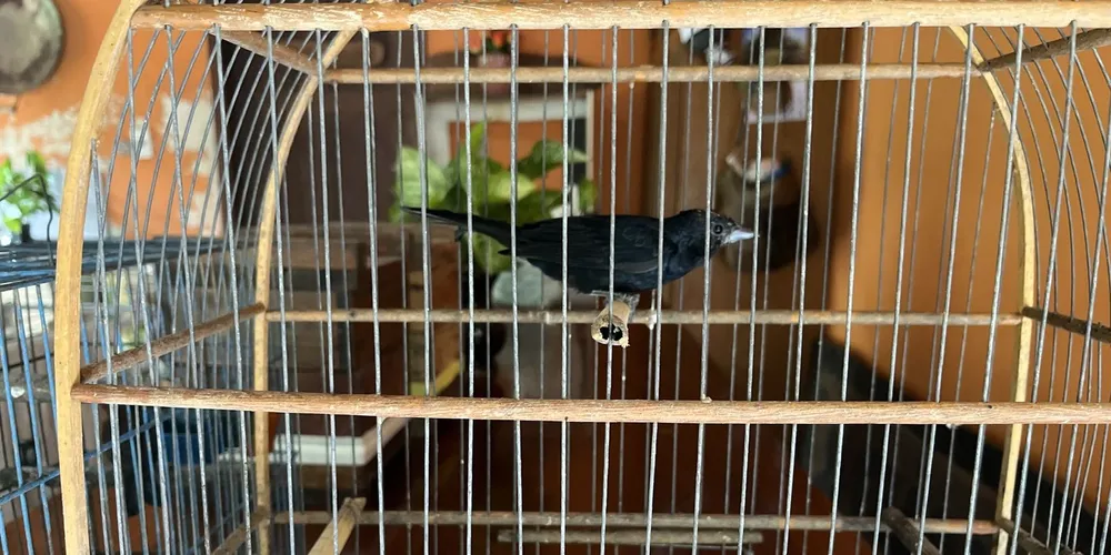 Ave silvestre mantida em cativeiro