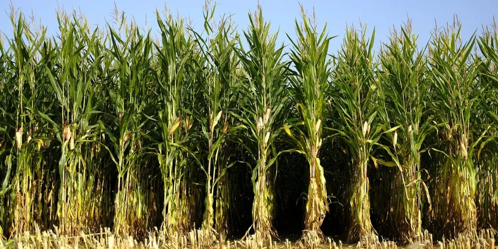 Lavouras de milho segunda safra no Paraná enfrentam estresse hídrico devido aos baixos volumes de chuva registrados pela Conab em março