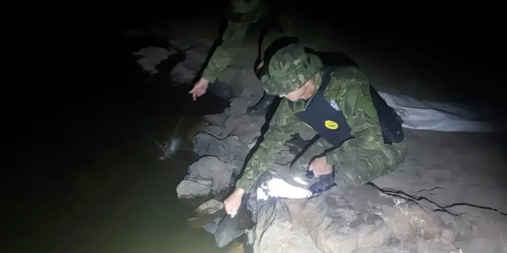Peixes foram devolvidos ao Rio Iguaçu