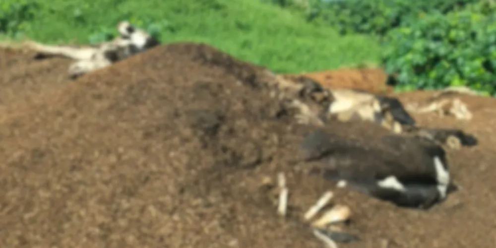 Além da exposição dos animais mortos, foi verificada a existência de uma lagoa de estrume sem o tratamento adequado