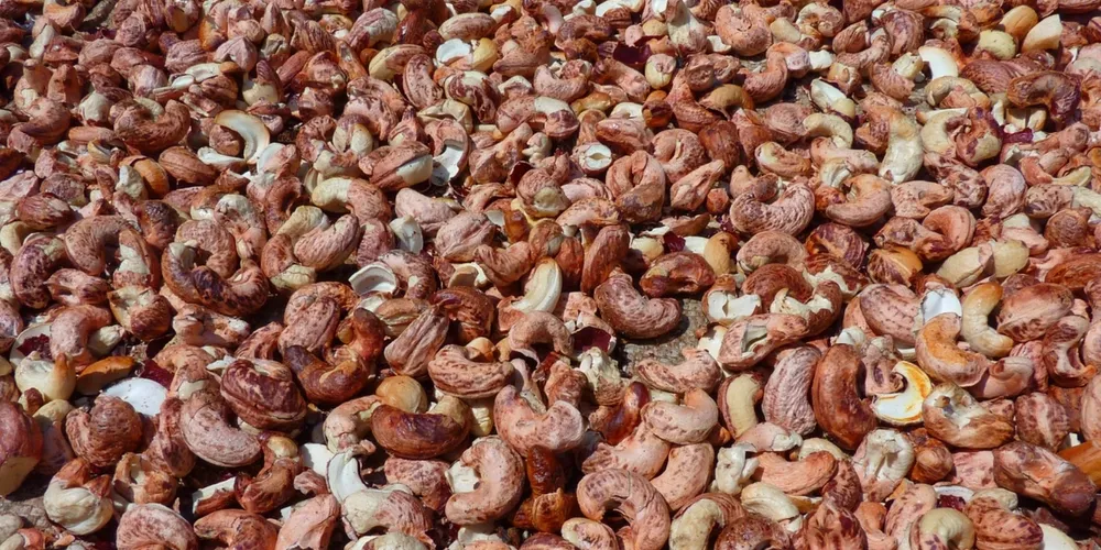 Logística de exportação brasileira ganha fôlego com a abertura de mercados asiáticos e caribenhos, totalizando 600 novos canais de comércio exterior em pouco mais de três anos