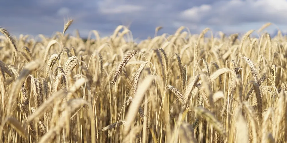 Projeção da safra de trigo 2026/2027 apresenta recuo de 12,3% em comparação à temporada passada