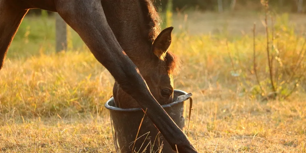 Eficiência na produção de rações é um pilar estratégico para manter a competitividade das proteínas brasileiras nos mercados interno e externo
